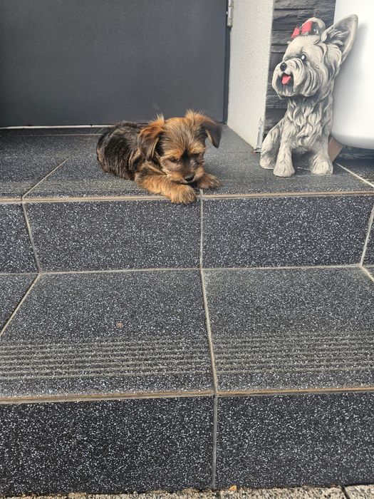 York terrier chłopczyk