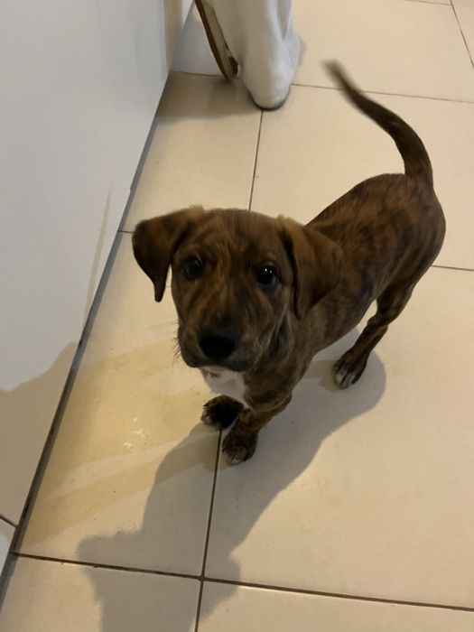 Cão Junior para Adoção