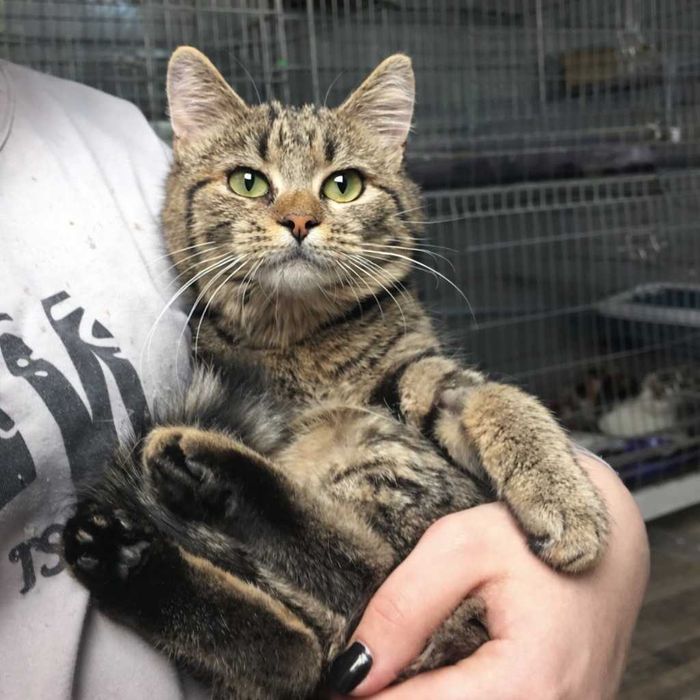 Смугаста красуня-кошеня МиМи, близько 7 місяців.