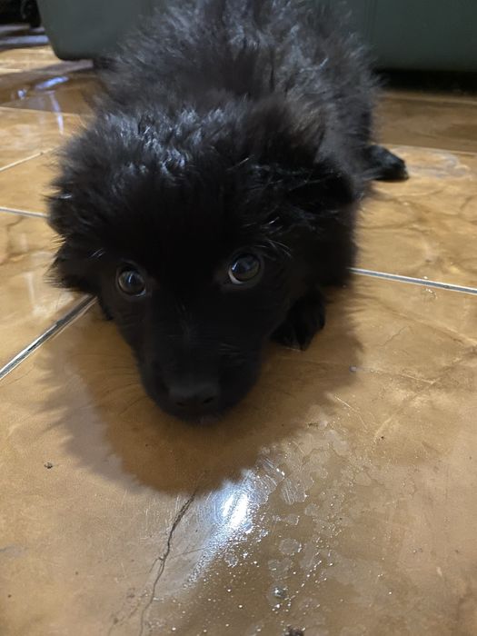 Віддам цуценя в добрі руки