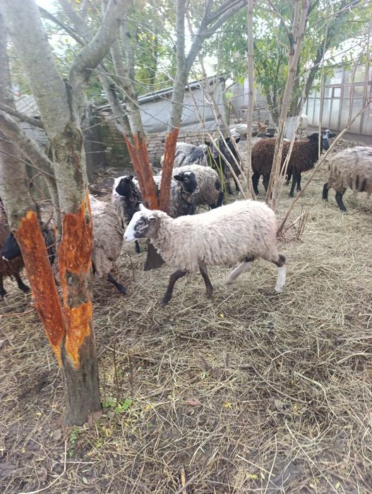 Продам отару баранів (11 голів) — вівці та барани