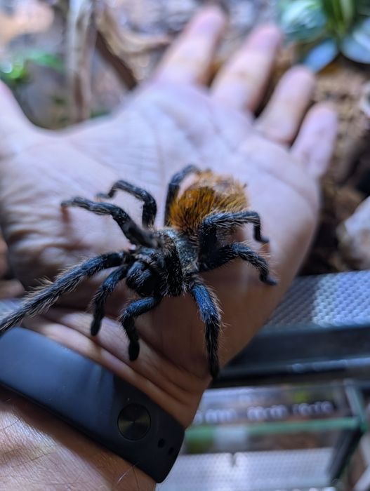 Chromatopelma ptasznik samica z terrarium