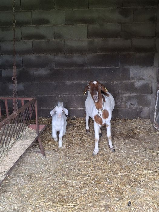 Cabra e Chibas Boer x Anglo Nubliano