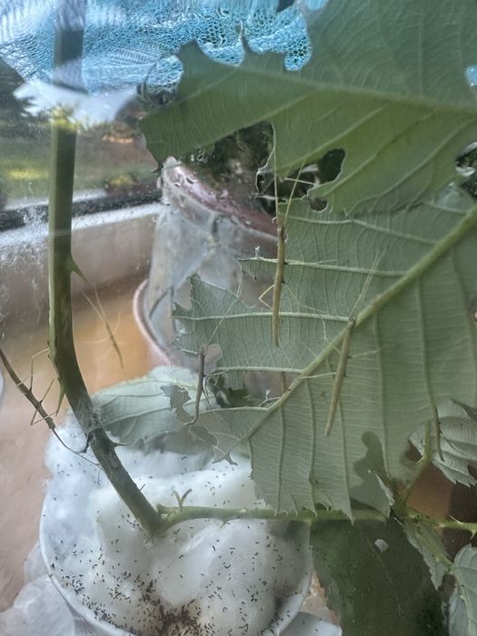 Oddam młode patyczaki