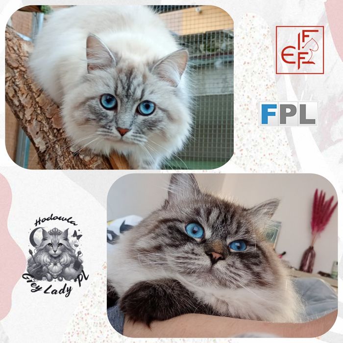 Kociak Syberyjski Neva Masquerade z rodowodem FPL – kocurek Leon, gotowy do odbioru