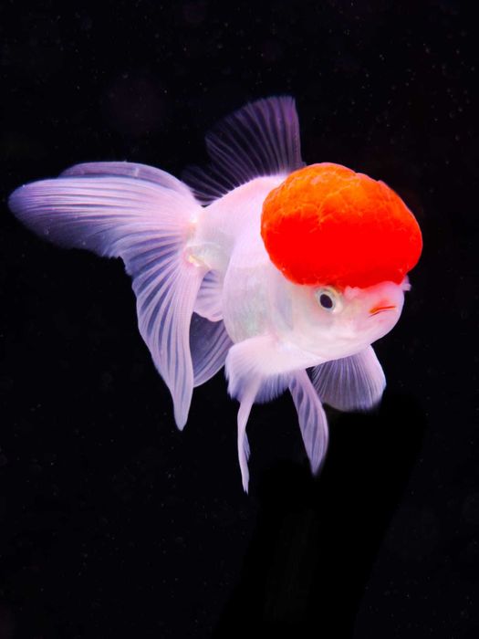Ryba Welon Oranda
