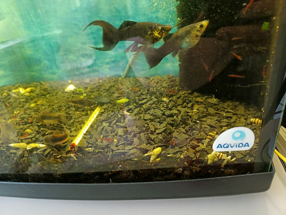 Акваріум 25л Aquael,aqvvida 250л