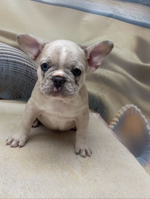 Помет щенков с документами