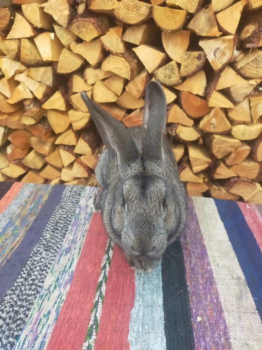 Молодий робочий самець Строкача . Кролі .