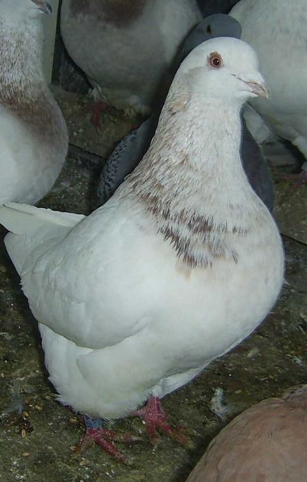 texanery, texaner texański gołębie