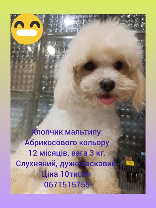 Молодий  хлопчик мальтипу