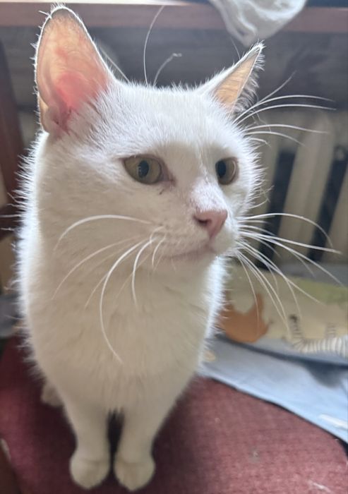 Молодий котик в хороші руки