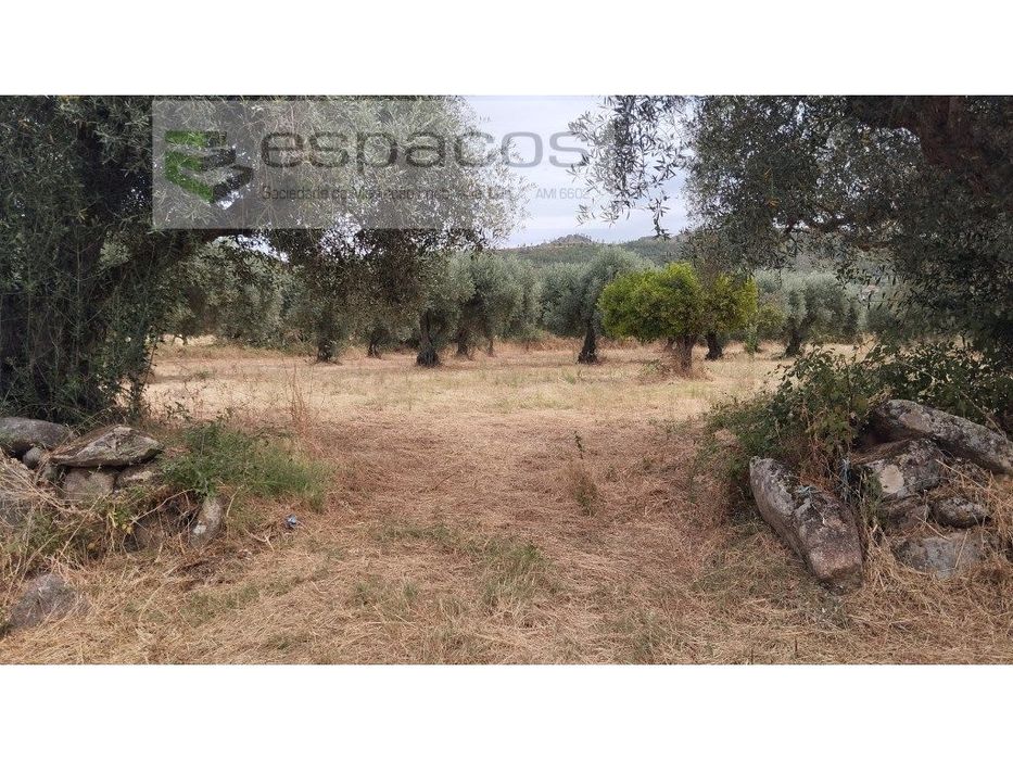 Terreno com olival