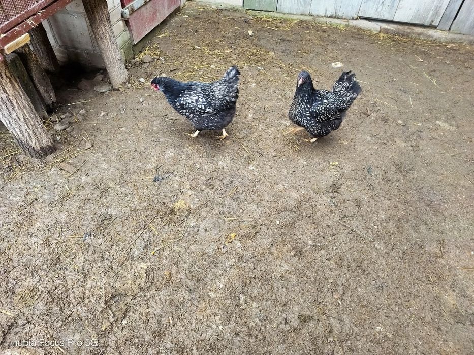 Kury barnevelder i kury hamburgi