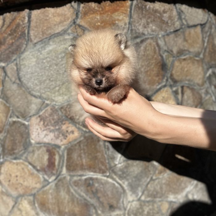 чудовий ведмедик шоу класу