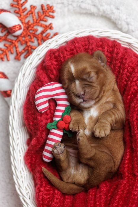 Cavalier King Charles Spaniel - Chłopczyk ruby