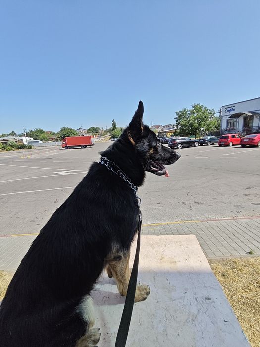 Кінолог, дресирування собак