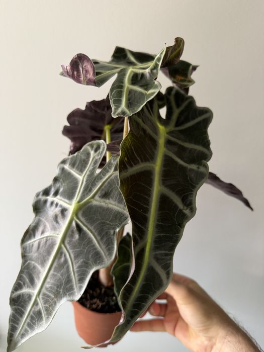 Alocasia amazonica