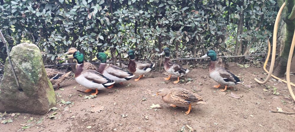 Patos reais adultos