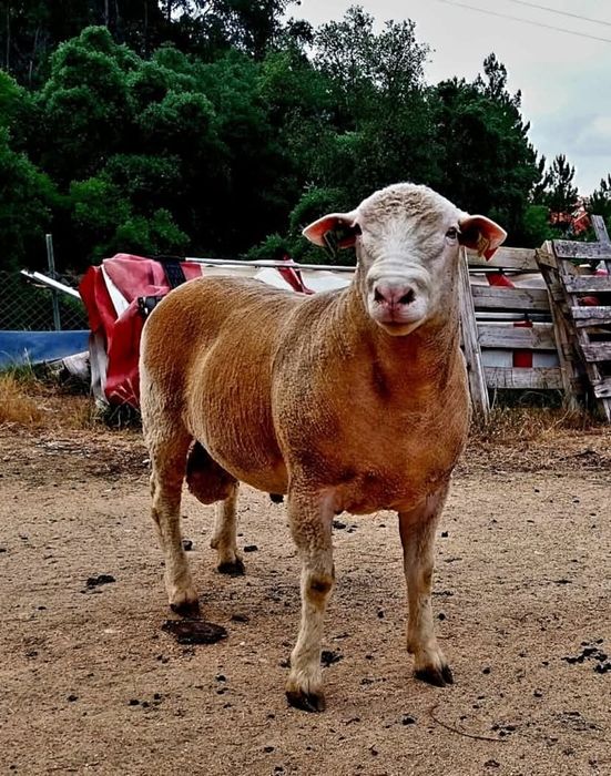 Ovinos Ile de France