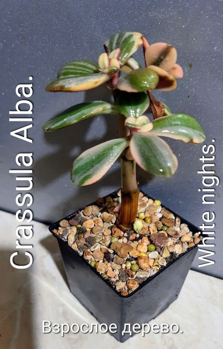 Рiдкiснi, колекцiйнi красули, грошовi дерева, сукуленти.