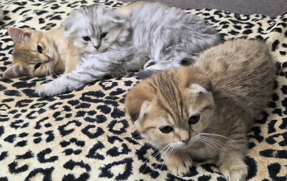 Вислоухие шотландцы, котёнок, кошечка