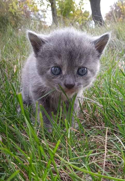 Мальчик Хлопчик Котик віддам в добрі руки