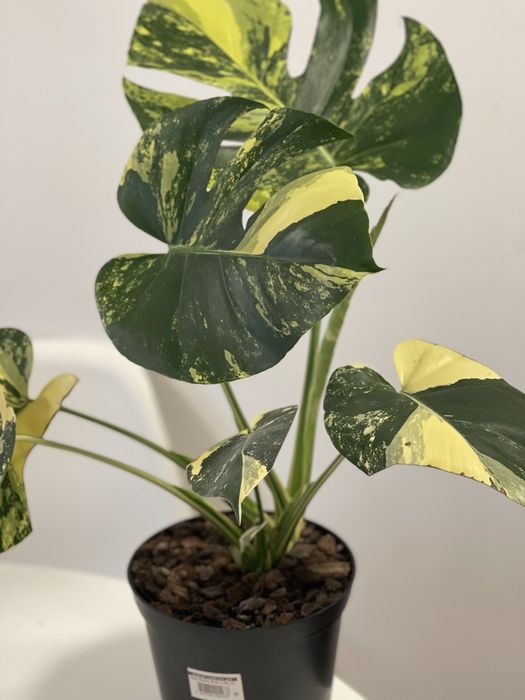 Planta Monstera aurea