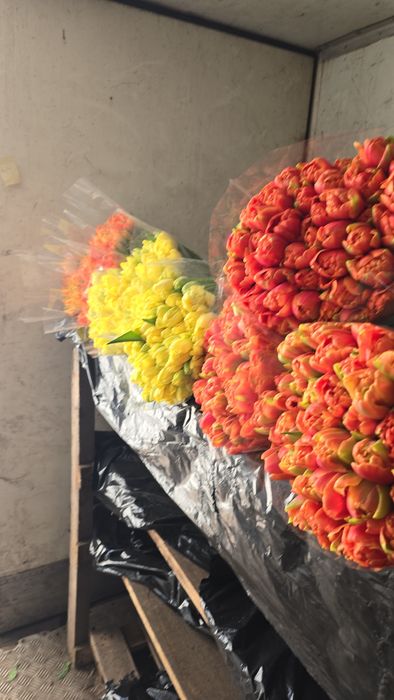 Тюльпан ОПТОМ від 30грн