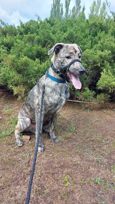 Віддам собаку безкоштовно