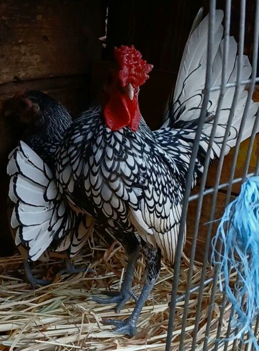 Інкубаційні яйця курей породи сібрайт срібний