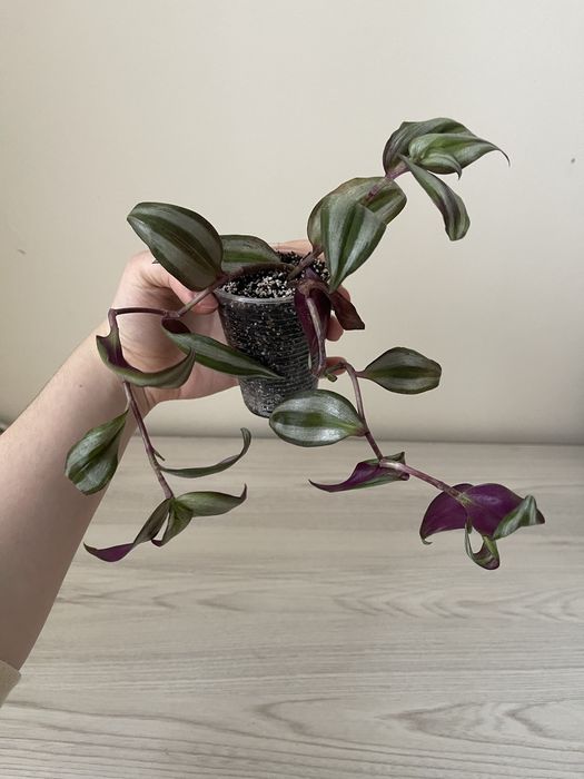 Маранта, сциндапсус, традесканція