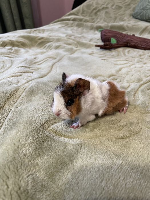 Морські свинки (гризуни)