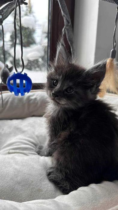 Kotka Maine Coon Amelia FPL/FIFe