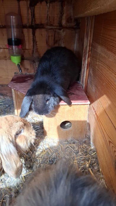 Młode króliki mini lop