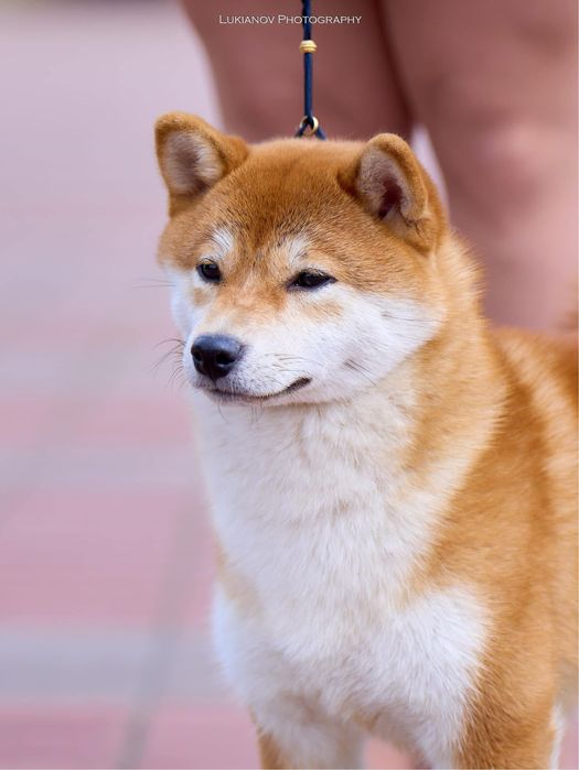 Породні дівчата шиба іну, сіба іну. FCI