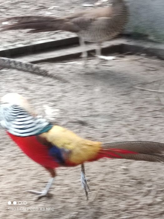 Jaja lęgowe bazant zloty