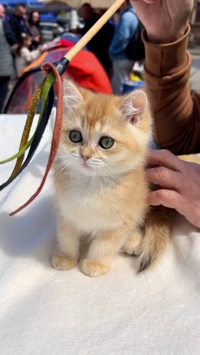 Британський котик золота шиншила