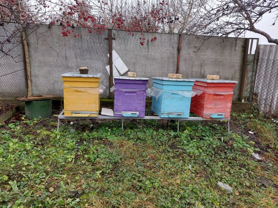 Продам бджолосімʼї,бджоло пакети