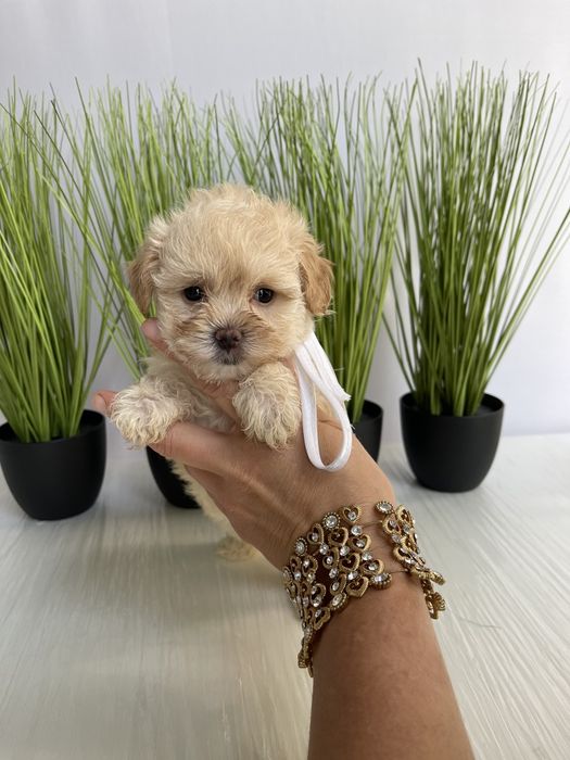 Мальтипу F1 — Їх хочеться обіймати вічно!