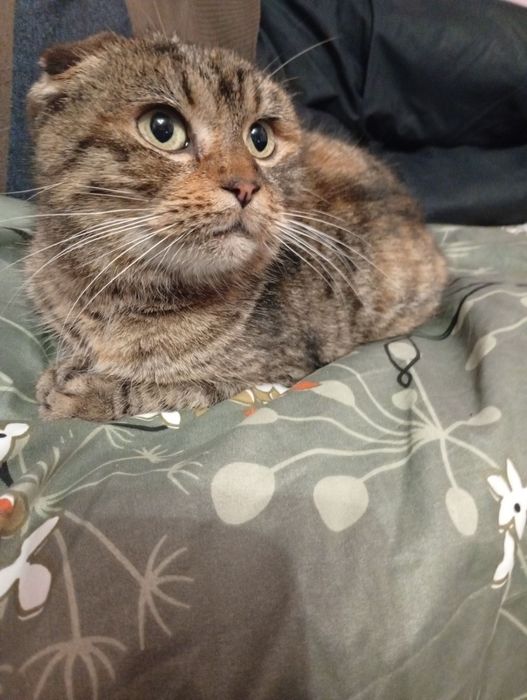 Віддам в добрі руки