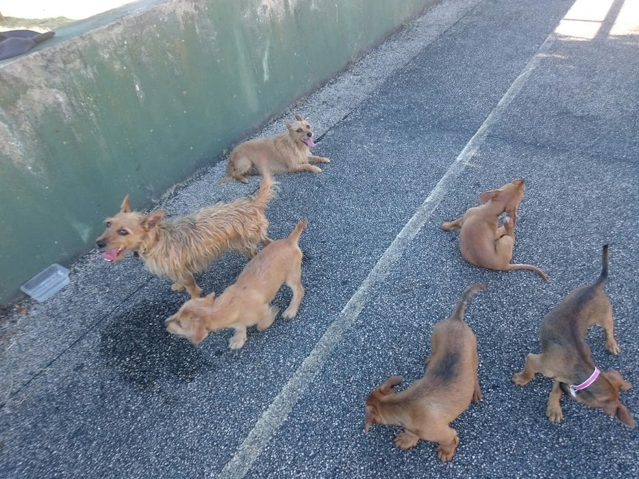 Vendo garranos e poldros desmamados