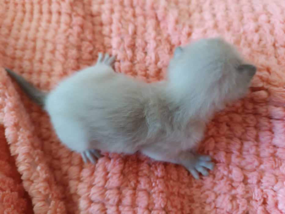 Бурманские котята( бурма), лиловая кошечка