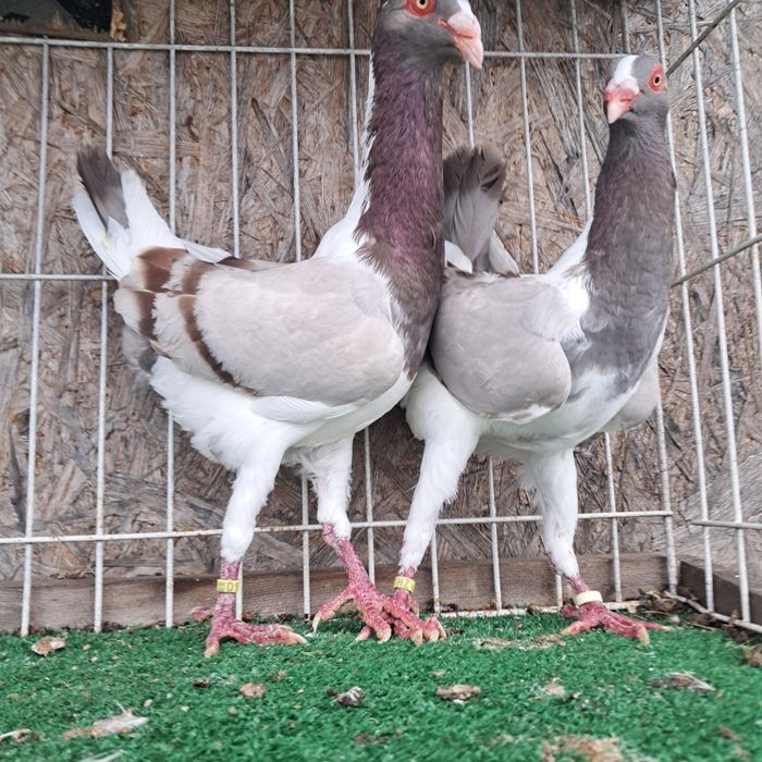 Kurak wegierski możliwy transport