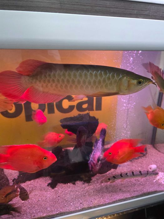 Arowana super red