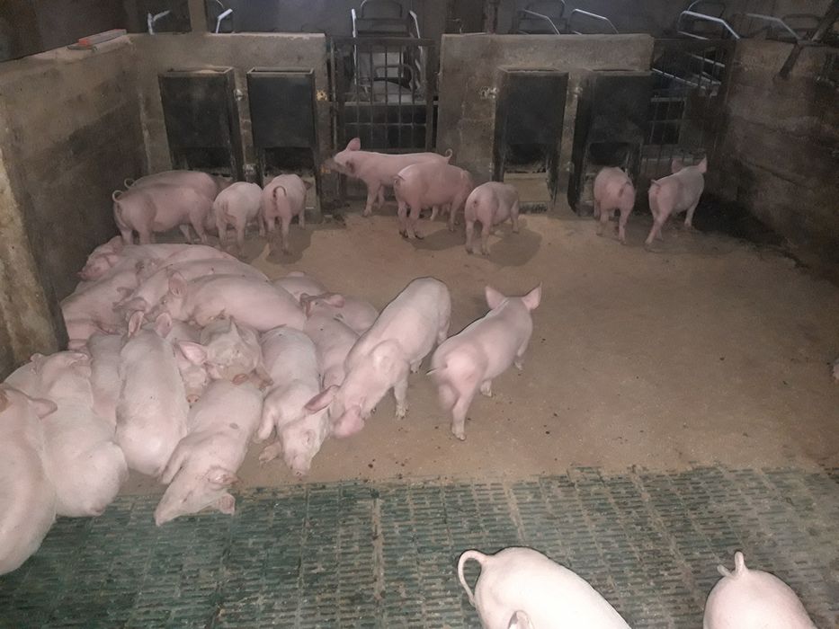 Продаємо  поросят,поросята ,малі поросята , малі кнурі на племя