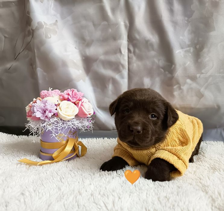 Labrador retriever