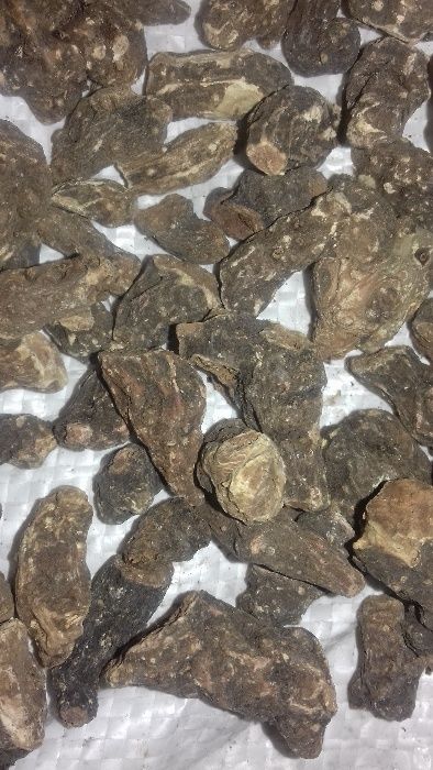 Продам калгана корень (лапчатка прямостоячая).