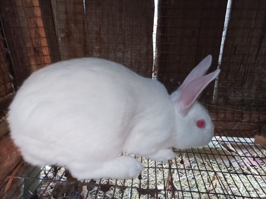 Молоді кролики. Кролики