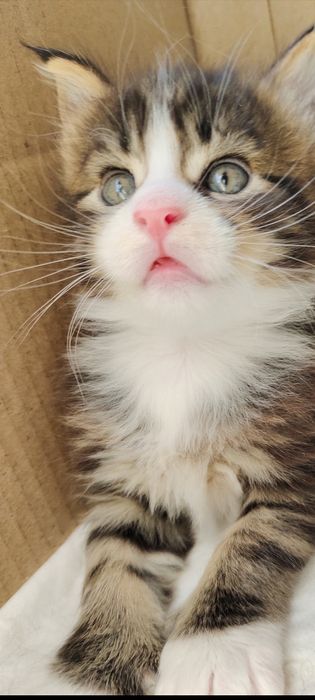 Хлопчинка  Мейнкун